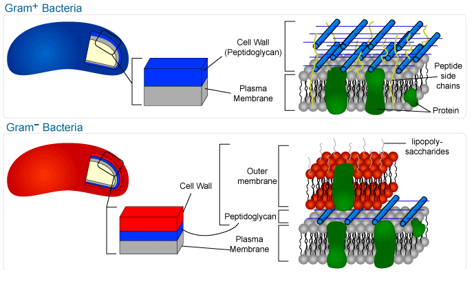 994_Bacterial Cell Wall.png